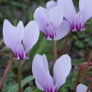 Cyclamen hederifolium